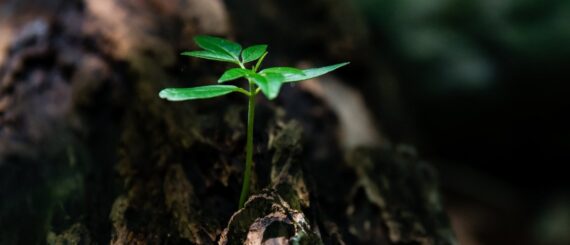 Pianta sul tronco di un albero - David Alberto Carmona Coto su pexels